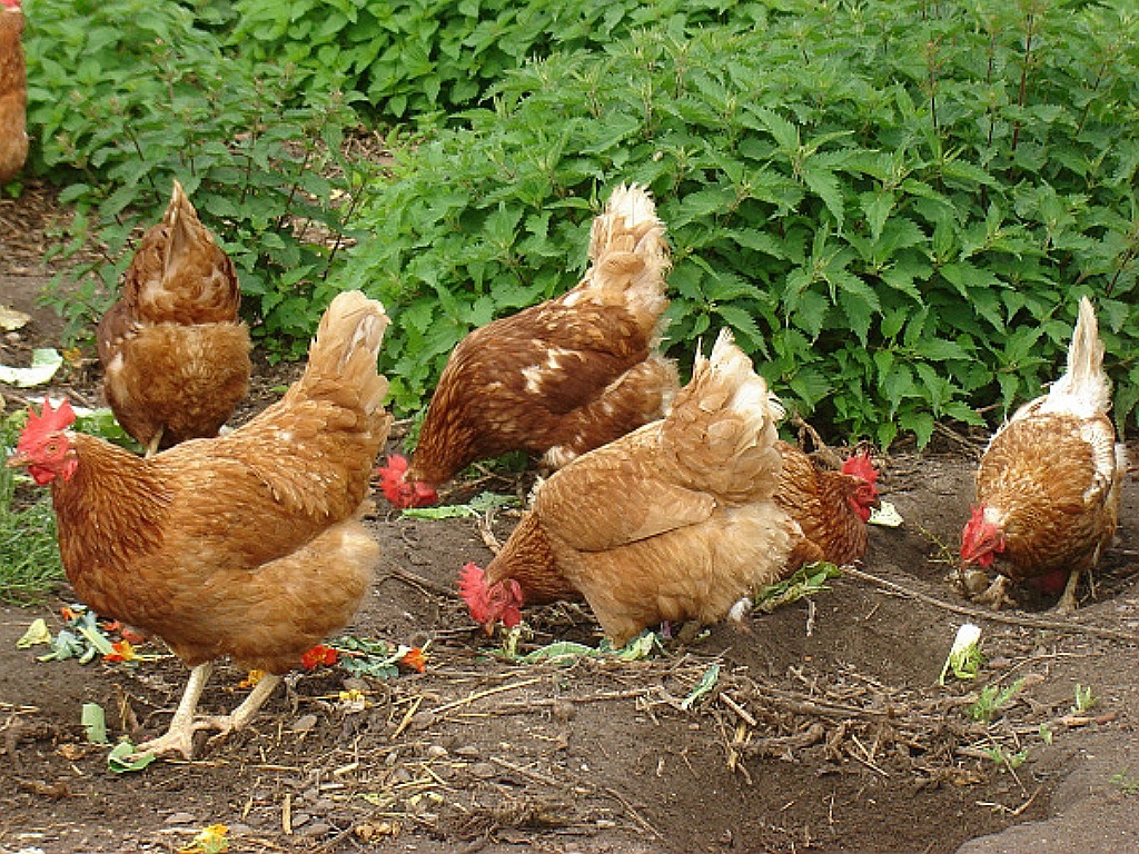 Hühnerhof Der Kölner Biobauer